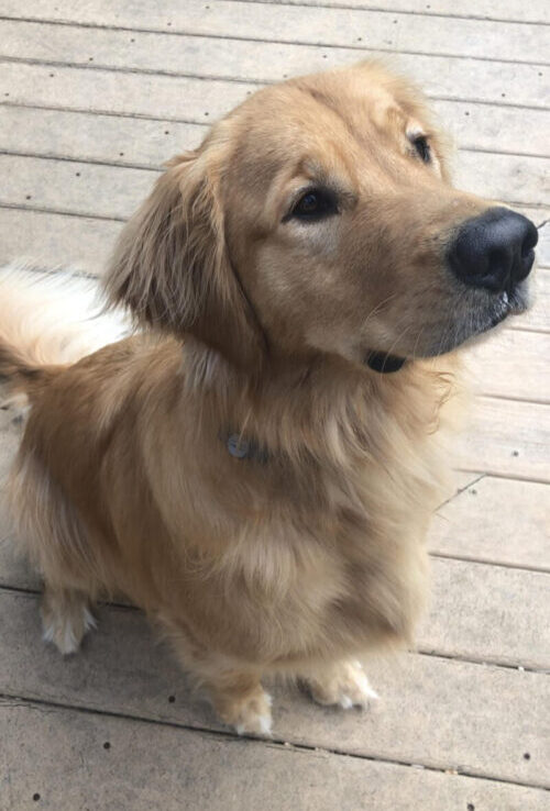 Franklin Golden Retriever Teacher